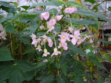 B. ‘incarnata Sandersii’